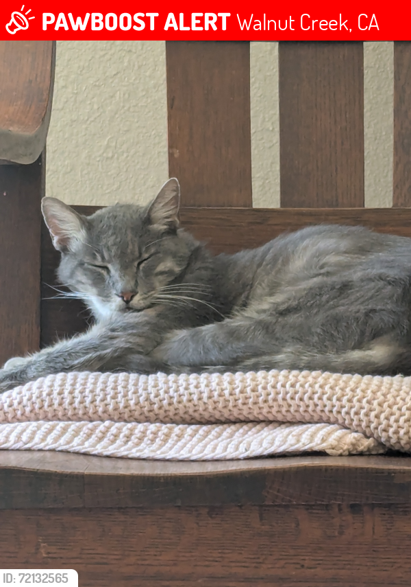 Lost Male Cat last seen Tice Valley Blvd, Walnut Creek, CA 94595