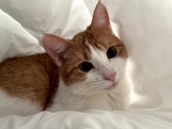 Lost Female Cat last seen Everwoods Close Southwest, Calgary, AB T2Y