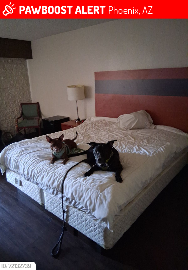 Lost Male Dog last seen 24th Street & University, Phoenix, AZ 85034