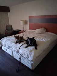 Lost Male Dog last seen 24th Street & University, Phoenix, AZ 85034
