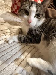 Lost Female Cat last seen West sunset blvd and Seward st, Los Angeles, CA 90028