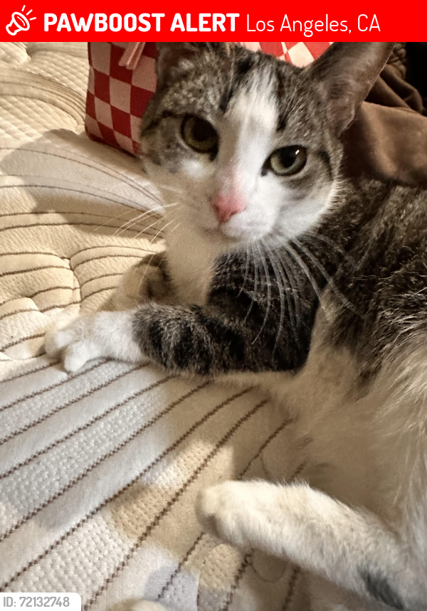 Lost Female Cat last seen West sunset blvd and Seward st, Los Angeles, CA 90028