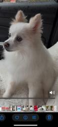 Lost Female Dog last seen Tarawood court in Wakefield Subdivision , Mobile, AL 36695