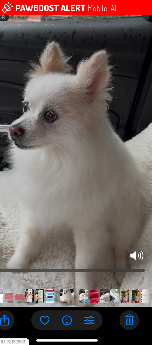 Lost Female Dog last seen Tarawood court in Wakefield Subdivision , Mobile, AL 36695