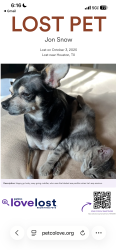 Lost Male Dog last seen N Braeswood S Braeswood, Houston, TX 77096