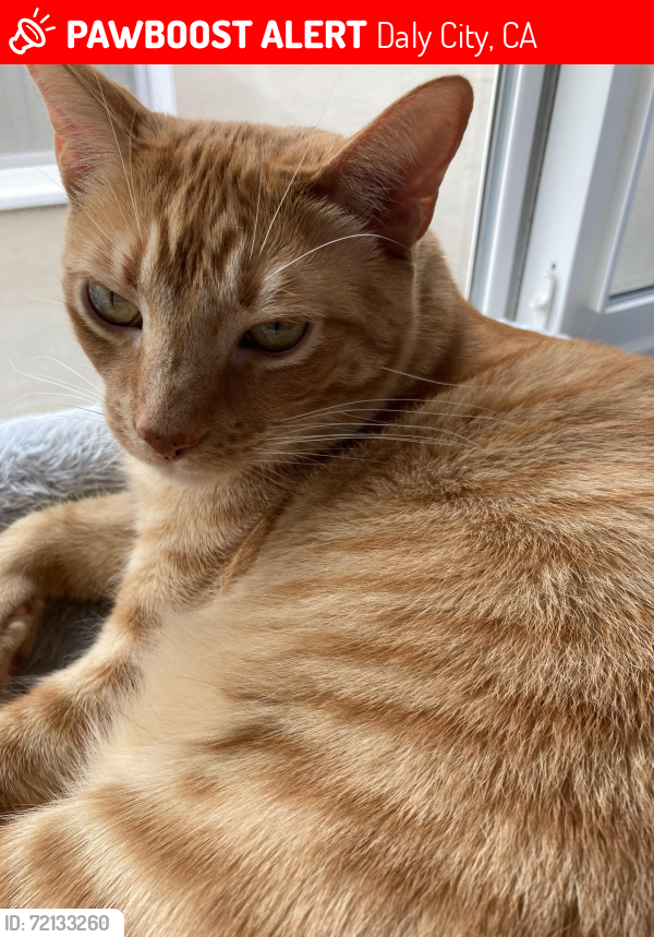 Lost Male Cat last seen Southgate Ave and Belmar Ave, Daly City, CA 94015