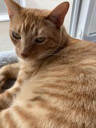 Lost Male Cat last seen Southgate Ave and Belmar Ave, Daly City, CA 94015