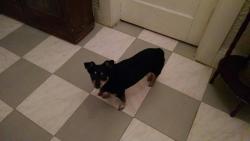 Lost Female Dog last seen N W 7 Ave, Miami, Miami, FL 33168