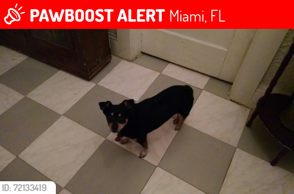 Lost Female Dog last seen N W 7 Ave, Miami, Miami, FL 33168