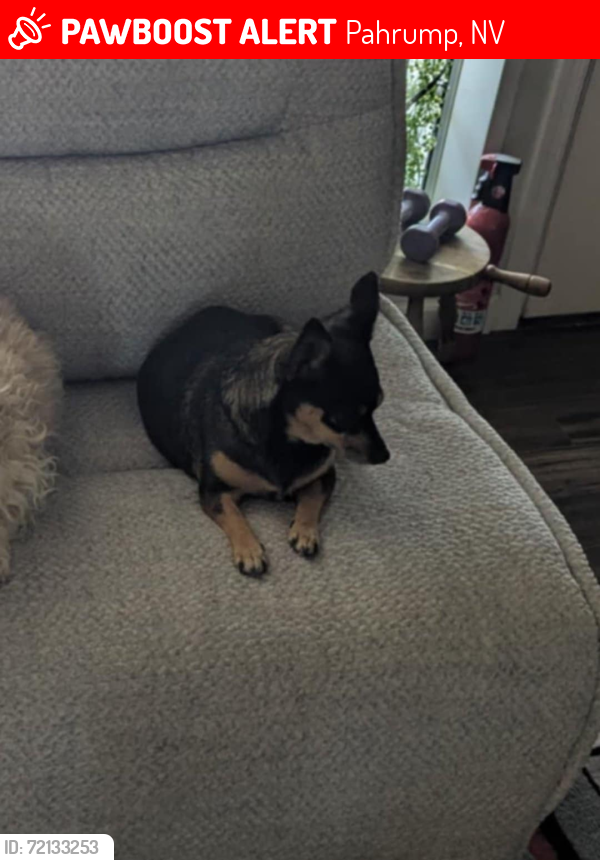Lost Female Dog last seen rodeo and elderberry, Pahrump, NV 89048