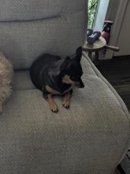 Lost Female Dog last seen rodeo and elderberry, Pahrump, NV 89048