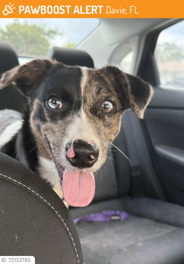 Surrendered Male Dog last seen SW 44 street and SW. 62nd Ave., Davie, FL 33314