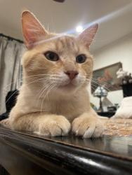 Lost Male Cat last seen Griffith park blvd and Angus, Los Angeles, CA 90039