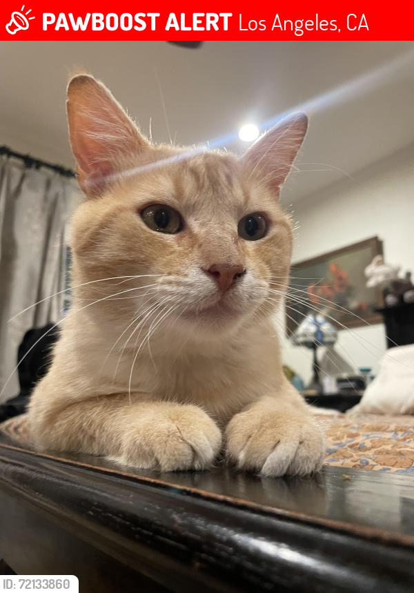 Lost Male Cat last seen Griffith park blvd and Angus, Los Angeles, CA 90039