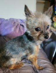 Lost Male Dog last seen Highway 47 and Main, Los Lunas, NM 87031