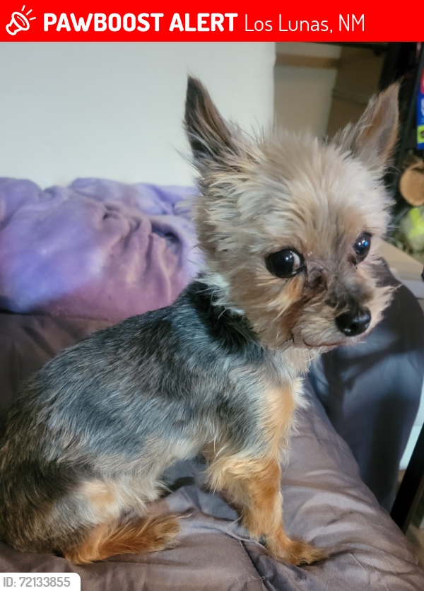 Lost Male Dog last seen Highway 47 and Main, Los Lunas, NM 87031