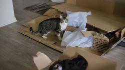 Lost Male Cat last seen Via Paseo Del Norte , Scottsdale, AZ 85250