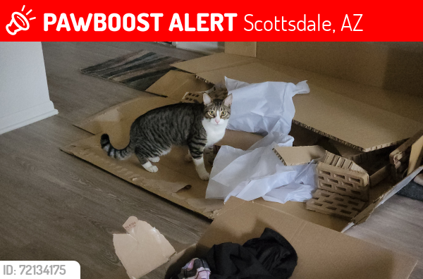 Lost Male Cat last seen Via Paseo Del Norte , Scottsdale, AZ 85250