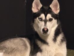 Lost Female Dog last seen Craig and Walnut near 7-eleven in the corner, Las Vegas, NV 89115