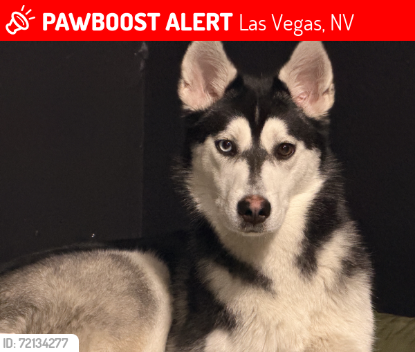 Lost Female Dog last seen Craig and Walnut near 7-eleven in the corner, Las Vegas, NV 89115