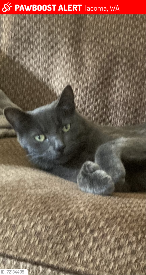 Lost Female Cat last seen 52nd and Yakima , Tacoma, WA 98408