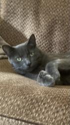 Lost Female Cat last seen 52nd and Yakima , Tacoma, WA 98408