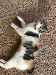 Lost Female Cat last seen Universe and McMahon, Albuquerque, NM 87114
