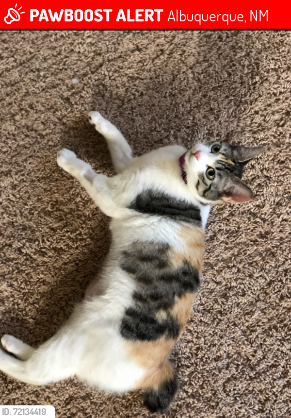 Lost Female Cat last seen Universe and McMahon, Albuquerque, NM 87114