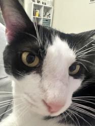 Reunited Male Cat last seen Rosser, Port St. Lucie, FL 34953