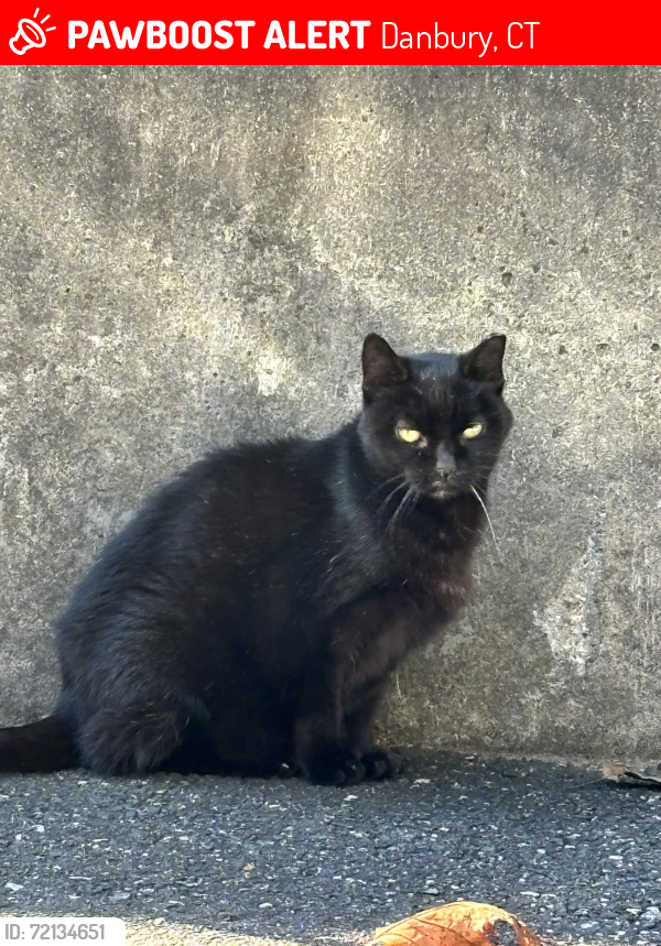 Lost Female Cat last seen Park Avenue and Crescent Drive across from Linron Dr., Danbury, CT 06810