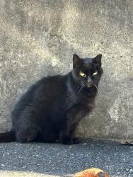 Lost Female Cat last seen Park Avenue and Crescent Drive across from Linron Dr., Danbury, CT 06810