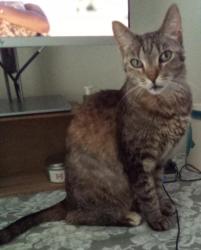Lost Female Cat last seen Feather Lakes Community, near Dairy Road and Florida Ave. Melbourne, FL (32901), Melbourne, FL 32901