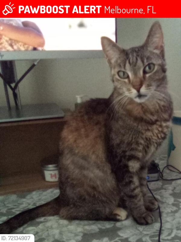Lost Female Cat last seen Feather Lakes Community, near Dairy Road and Florida Ave. Melbourne, FL (32901), Melbourne, FL 32901