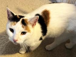 Lost Female Cat last seen Gage and Beach, Hamilton, ON L8L 4B4