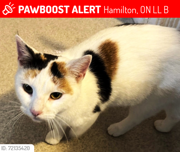 Lost Female Cat last seen Gage and Beach, Hamilton, ON L8L 4B4