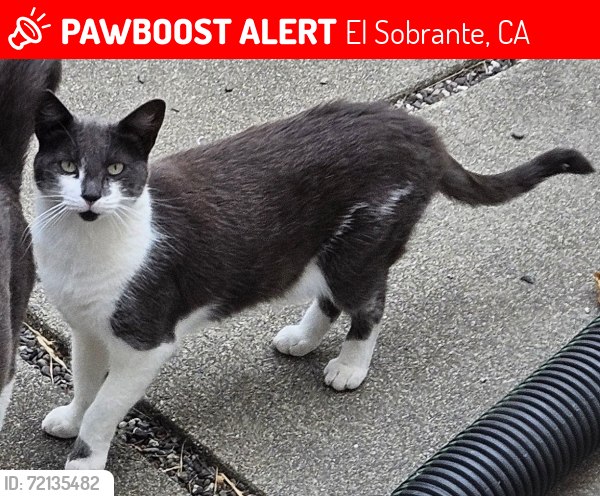 Lost Unknown Cat last seen Bishop Pine Lane and Kelvin Road , El Sobrante, CA 94803