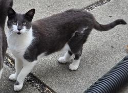 Lost Unknown Cat last seen Bishop Pine Lane and Kelvin Road , El Sobrante, CA 94803