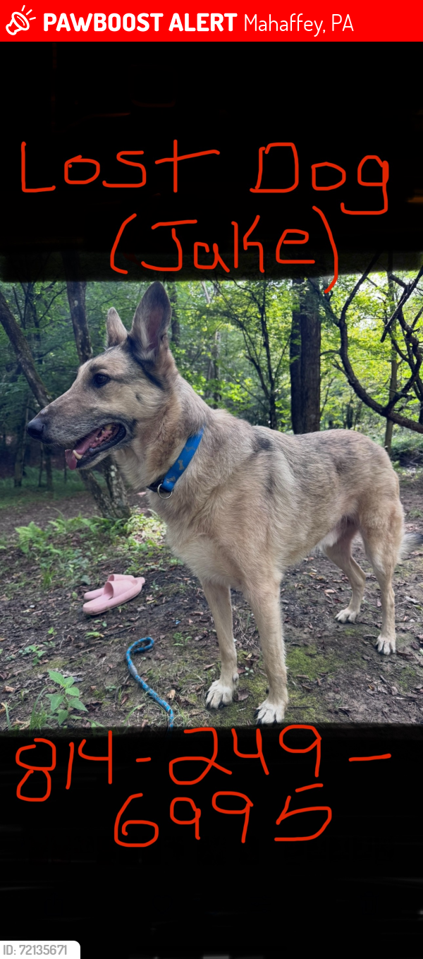 Lost Male Dog last seen Where town road meets ridge road, Mahaffey, PA 15757