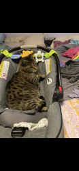 Lost Female Cat last seen N Big Hill Rd and Mennonite Rd, Harrison County, MS 39503
