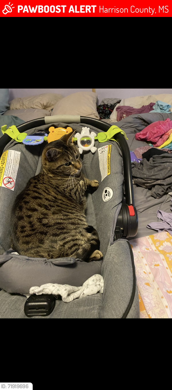 Lost Female Cat last seen N Big Hill Rd and Mennonite Rd, Harrison County, MS 39503