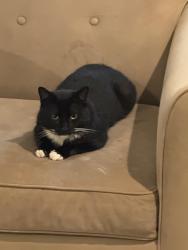 Lost Male Cat last seen Brann Street & Morcom Avenue , Oakland, CA 94619