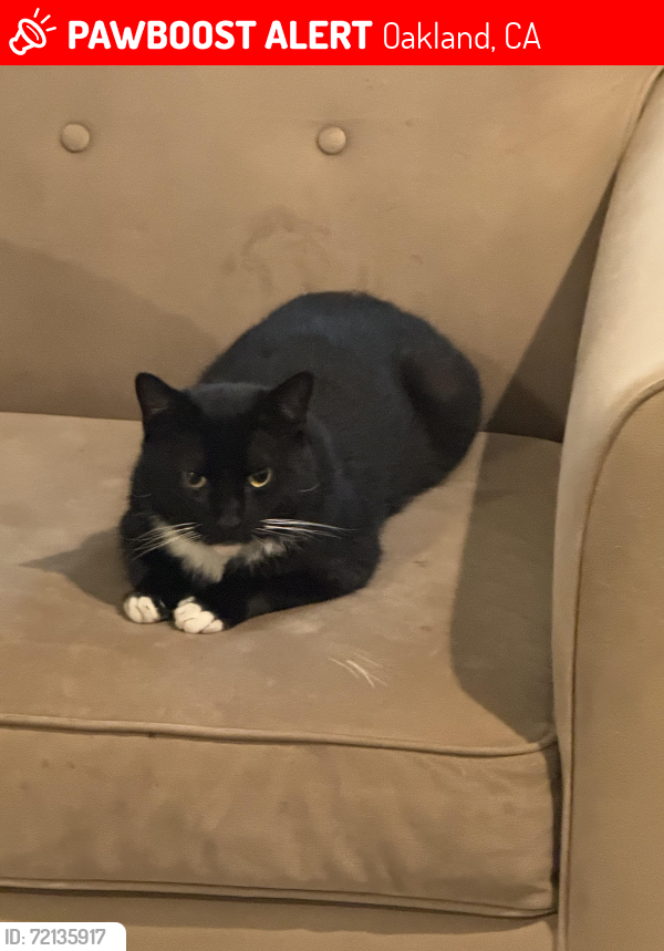 Lost Male Cat last seen Brann Street & Morcom Avenue , Oakland, CA 94619