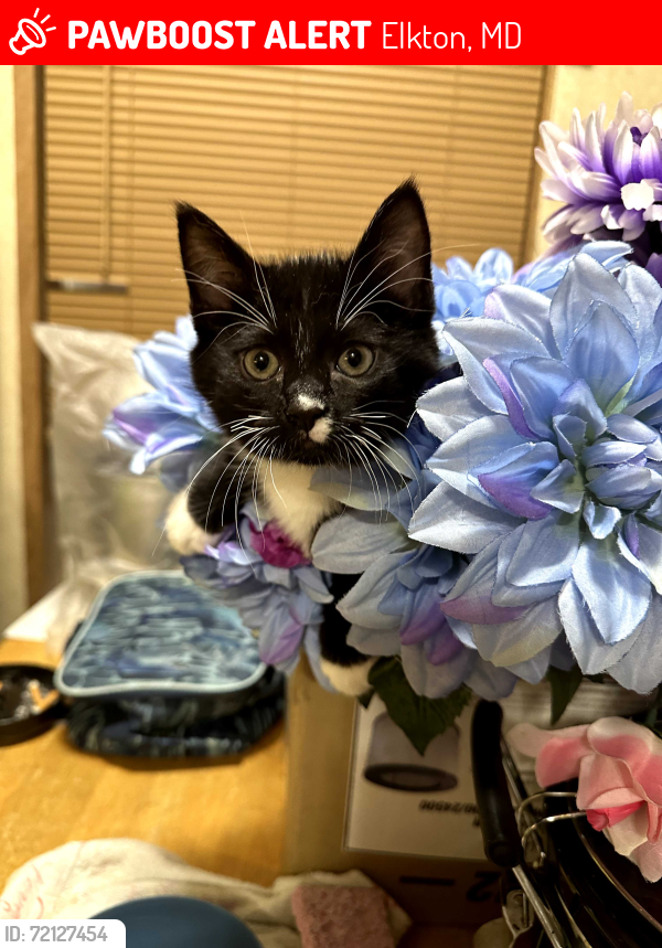 Lost Female Cat last seen Deer Run Pkwy & Deaver Road, Elkton, MD 21921