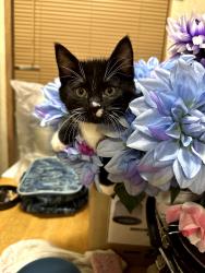 Lost Female Cat last seen Deer Run Pkwy & Deaver Road, Elkton, MD 21921
