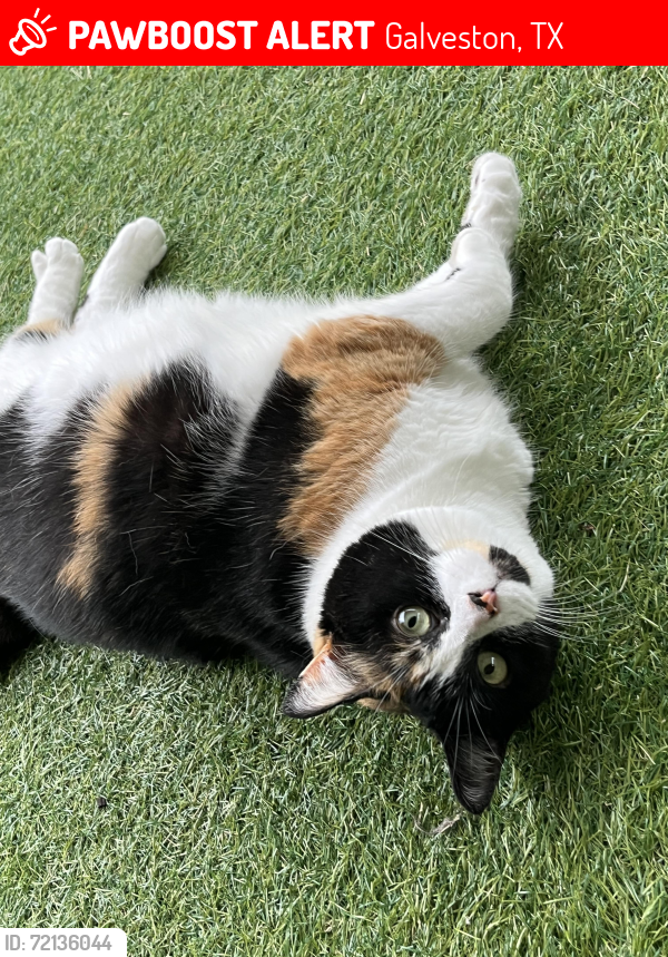 Lost Female Cat last seen Saladia and Ave Q 1/2, Galveston, TX 77551