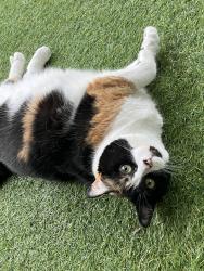 Lost Female Cat last seen Saladia and Ave Q 1/2, Galveston, TX 77551