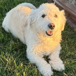 Lost Male Dog last seen Spring mill road & ponde point dr, Carmel, IN 46032