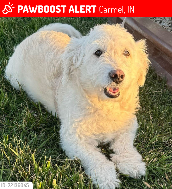 Lost Male Dog last seen Spring mill road & ponde point dr, Carmel, IN 46032