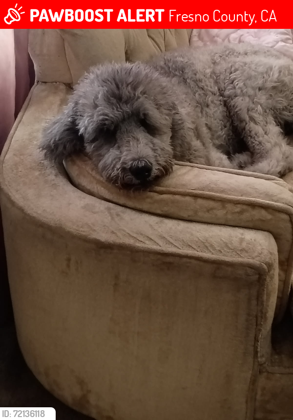 Lost Female Dog last seen Adams Ave and Cornelia, Fresno County, CA 93706