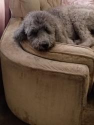 Lost Female Dog last seen Adams Ave and Cornelia, Fresno County, CA 93706